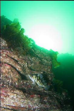 COPPER ROCKFISH