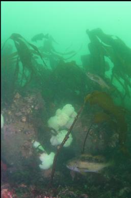 MORE ROCKFISH, ANEMONES AND KELP