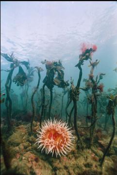 FISH-EATING ANEMONE