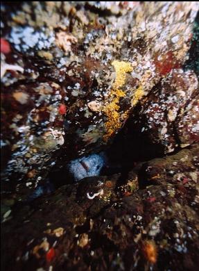 MALE WOLF EEL