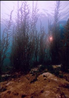 HIDING BEHIND SEAWEED