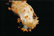 CLOWN NUDIBRANCH