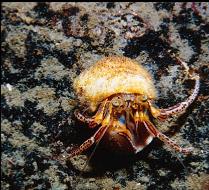 HERMIT CRAB