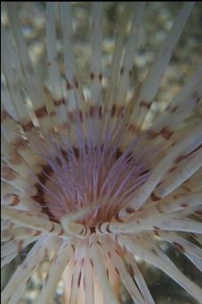 TUBE-DWELLING ANEMONE