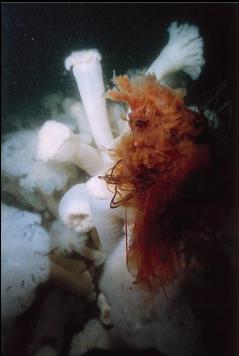 LIONS MANE JELLYFISH STUCK ON ANEMONES