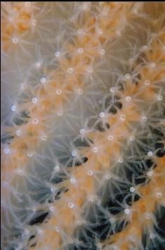 SEA PEN CLOSE UP