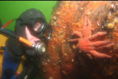 sunflower star on shallow wall