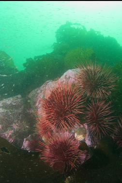 urchins below school of mysids