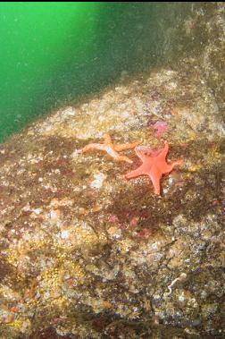 seastars in bad visibility layer