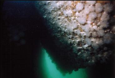 PLUMOSE ANEMONES IN CAVERN