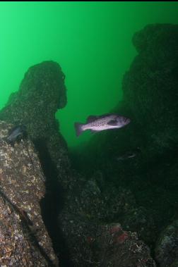 black rockfish next to wall