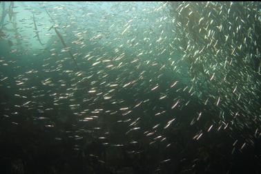 last photo of herring in kelp