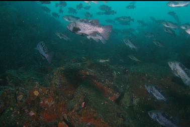 black rockfish at top of wall