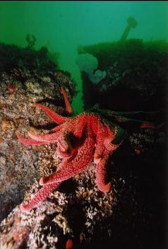 SUNFLOWER STAR ON BOULDER