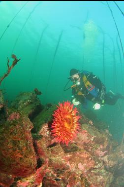 fish-eating anemone