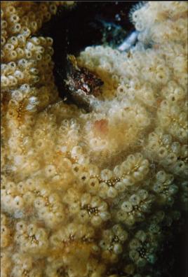 SCULPIN IN TUNICATE COLONY