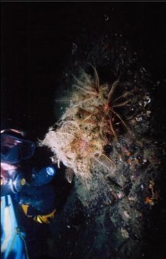 FEATHER STARS ON BOOT SPONGE ON WALL