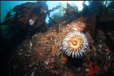 fish-eating anemone