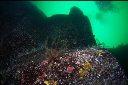 feather stars