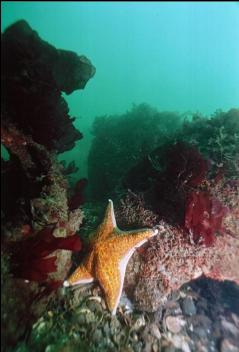 LEATHER STAR ON REEF BALL