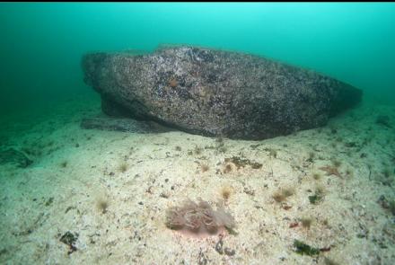 boulder and giant nudibranch