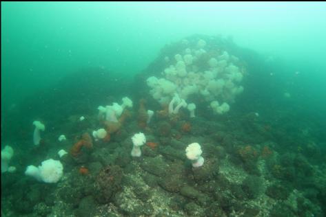 anemones on a large boulder