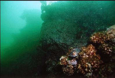 COPPER ROCKFISH ON WALL