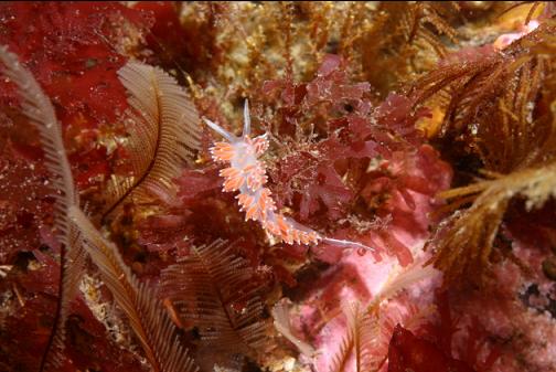 nudibranch