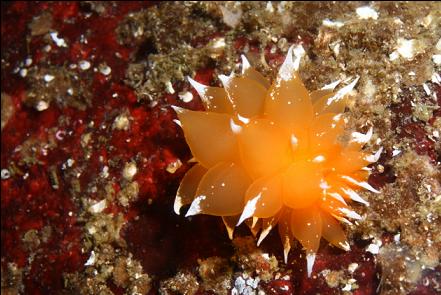 nudibranch