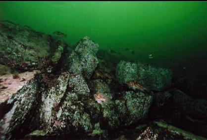 ROCKFISH ON REEF