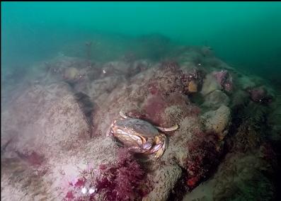 MATING DUNGENESS CRABS