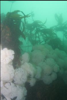 ANEMONES ON TOP OF CANYON WALL