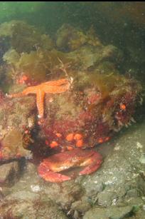 RED ROCK CRAB
