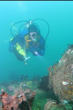 LOOKING AT NUDIBRANCH ON BOULDER