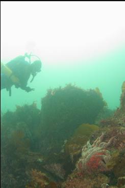 ANOTHER SUNFLOWER STAR