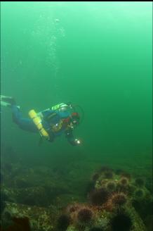 URCHINS ON TOP OF REEF