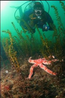 SEASTAR IN SHALLOWS