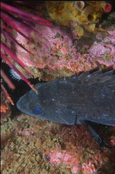 JUVENILE BLACK ROCKFISH?