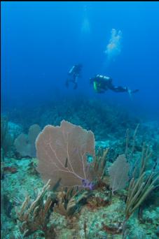 sea fan