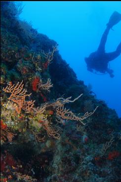 GORGONIAN CORALS