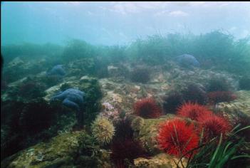 URCHINS, ANEMONE AND SEA STARS ON REEF