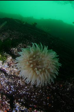 anemone