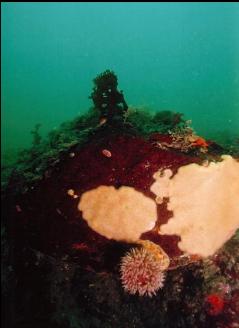 ANEMONE AND SPONGE? ASCIDIANS?