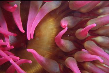 fish-eating anemone