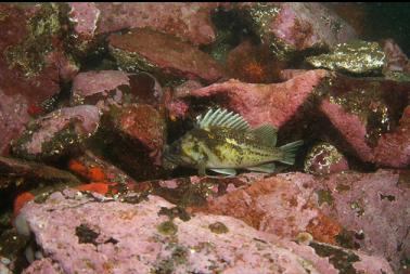 copper rockfish