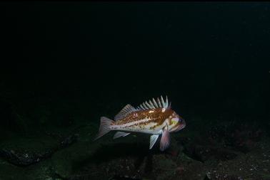 copper rockfish