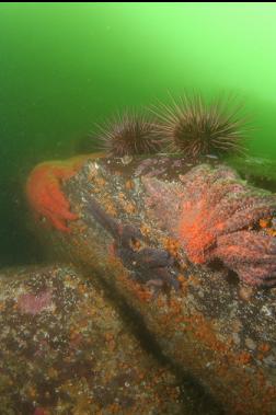 seastars and urchins