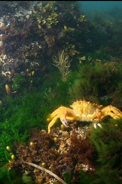 crab near surface