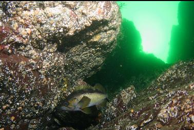 yellowtail rockfish in canyon