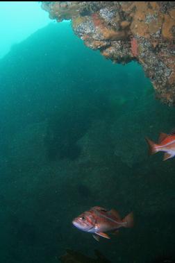 canary rockfish